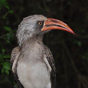 Monkeyland and Birds of Eden, Plettenberg Bay