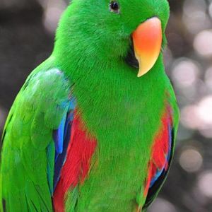 Monkeyland and Birds of Eden, Plettenberg Bay