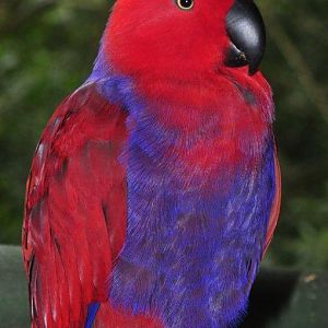 Monkeyland and Birds of Eden, Plettenberg Bay