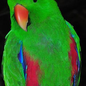 Monkeyland and Birds of Eden, Plettenberg Bay