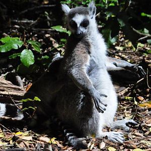 Monkeyland and Birds of Eden, Plettenberg Bay