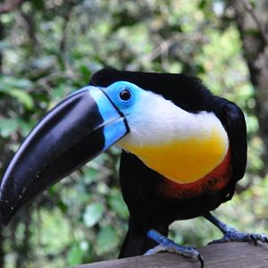 Monkeyland and Birds of Eden, Plettenberg Bay