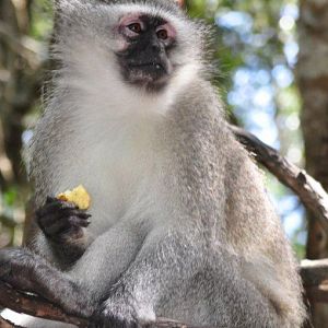 Monkeyland and Birds of Eden, Plettenberg Bay