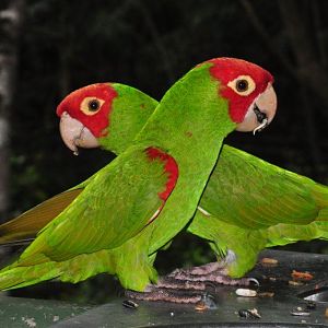 Monkeyland and Birds of Eden, Plettenberg Bay