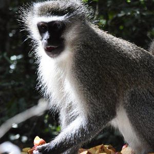 Monkeyland and Birds of Eden, Plettenberg Bay