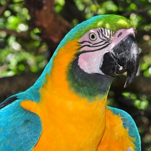 Monkeyland and Birds of Eden, Plettenberg Bay