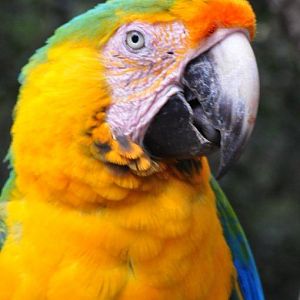 Monkeyland and Birds of Eden, Plettenberg Bay