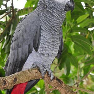 Monkeyland and Birds of Eden, Plettenberg Bay