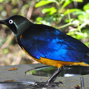 Monkeyland and Birds of Eden, Plettenberg Bay