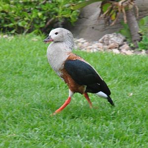 Monkeyland and Birds of Eden, Plettenberg Bay