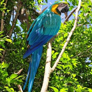 Monkeyland and Birds of Eden, Plettenberg Bay