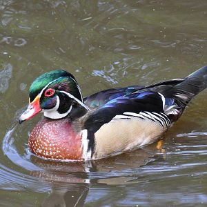 Monkeyland and Birds of Eden, Plettenberg Bay