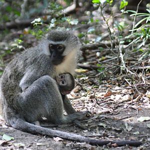Monkeyland and Birds of Eden, Plettenberg Bay