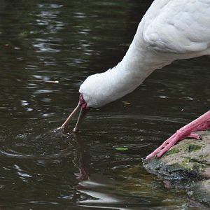 Monkeyland and Birds of Eden, Plettenberg Bay