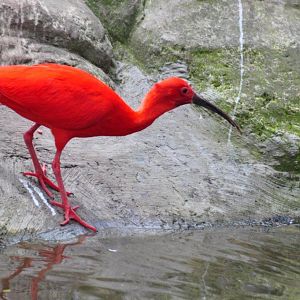 Monkeyland and Birds of Eden, Plettenberg Bay