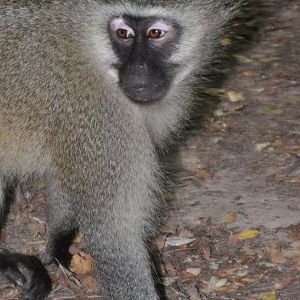 Monkeyland and Birds of Eden, Plettenberg Bay
