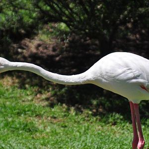 Monkeyland and Birds of Eden, Plettenberg Bay