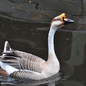 Monkeyland and Birds of Eden, Plettenberg Bay