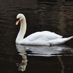 Monkeyland and Birds of Eden, Plettenberg Bay