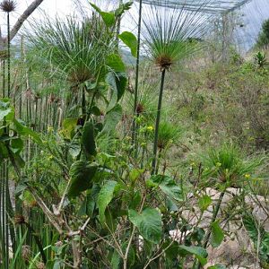 Monkeyland and Birds of Eden, Plettenberg Bay
