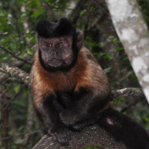 Monkeyland and Birds of Eden, Plettenberg Bay