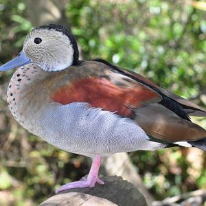 Monkeyland and Birds of Eden, Plettenberg Bay