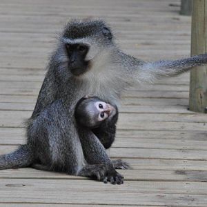 Monkeyland and Birds of Eden, Plettenberg Bay