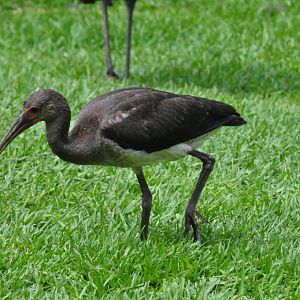 Monkeyland and Birds of Eden, Plettenberg Bay