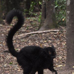 Monkeyland and Birds of Eden, Plettenberg Bay