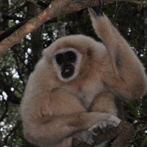 Monkeyland and Birds of Eden, Plettenberg Bay