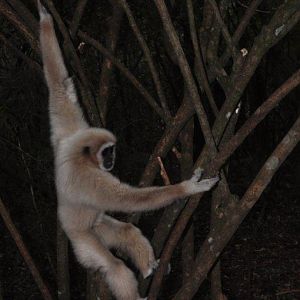 Monkeyland and Birds of Eden, Plettenberg Bay