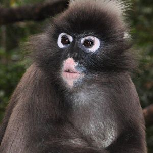 Monkeyland and Birds of Eden, Plettenberg Bay