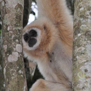 Monkeyland and Birds of Eden, Plettenberg Bay