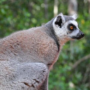 Monkeyland and Birds of Eden, Plettenberg Bay