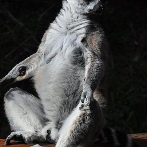 Monkeyland and Birds of Eden, Plettenberg Bay