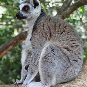 Monkeyland and Birds of Eden, Plettenberg Bay