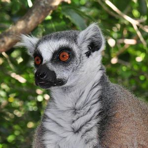 Monkeyland and Birds of Eden, Plettenberg Bay