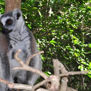 Monkeyland and Birds of Eden, Plettenberg Bay