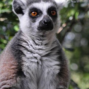 Monkeyland and Birds of Eden, Plettenberg Bay