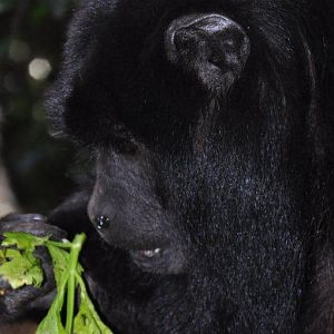 Monkeyland and Birds of Eden, Plettenberg Bay