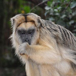 Monkeyland and Birds of Eden, Plettenberg Bay