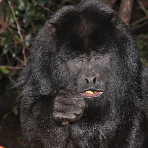 Monkeyland and Birds of Eden, Plettenberg Bay