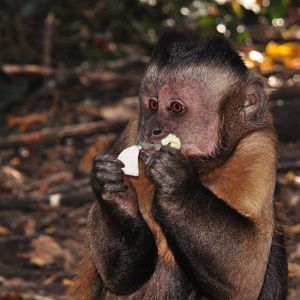 Monkeyland and Birds of Eden, Plettenberg Bay