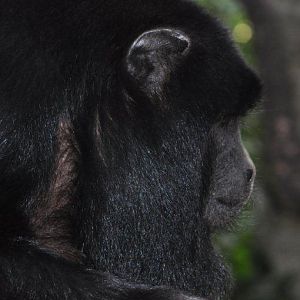 Monkeyland and Birds of Eden, Plettenberg Bay