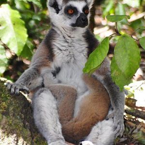 Monkeyland and Birds of Eden, Plettenberg Bay