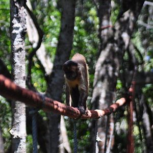 Monkeyland and Birds of Eden, Plettenberg Bay