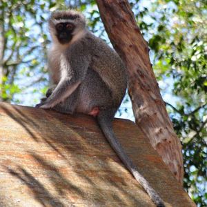 Monkeyland and Birds of Eden, Plettenberg Bay