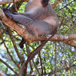 Monkeyland and Birds of Eden, Plettenberg Bay