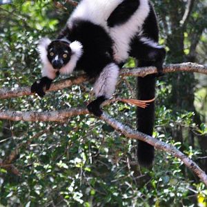 Monkeyland and Birds of Eden, Plettenberg Bay