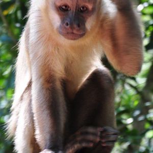 Monkeyland and Birds of Eden, Plettenberg Bay